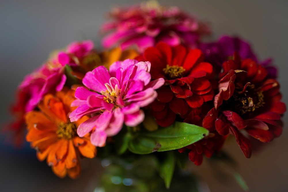 flower gardening for beginners