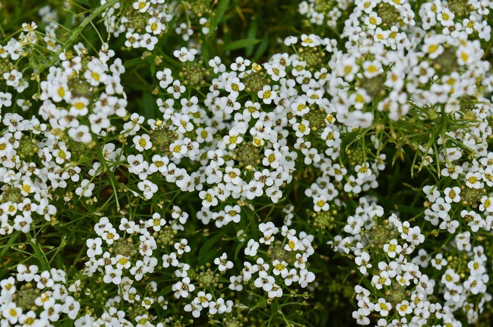 easy growing flowers in India