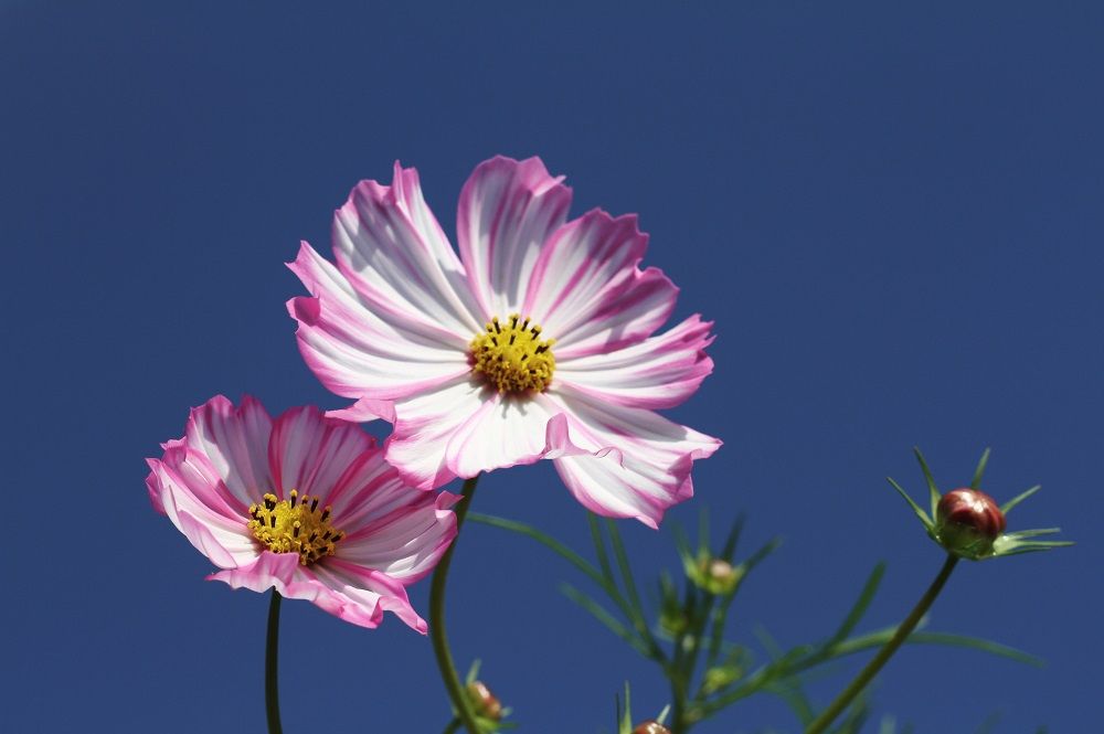 easy flower plants for beginners