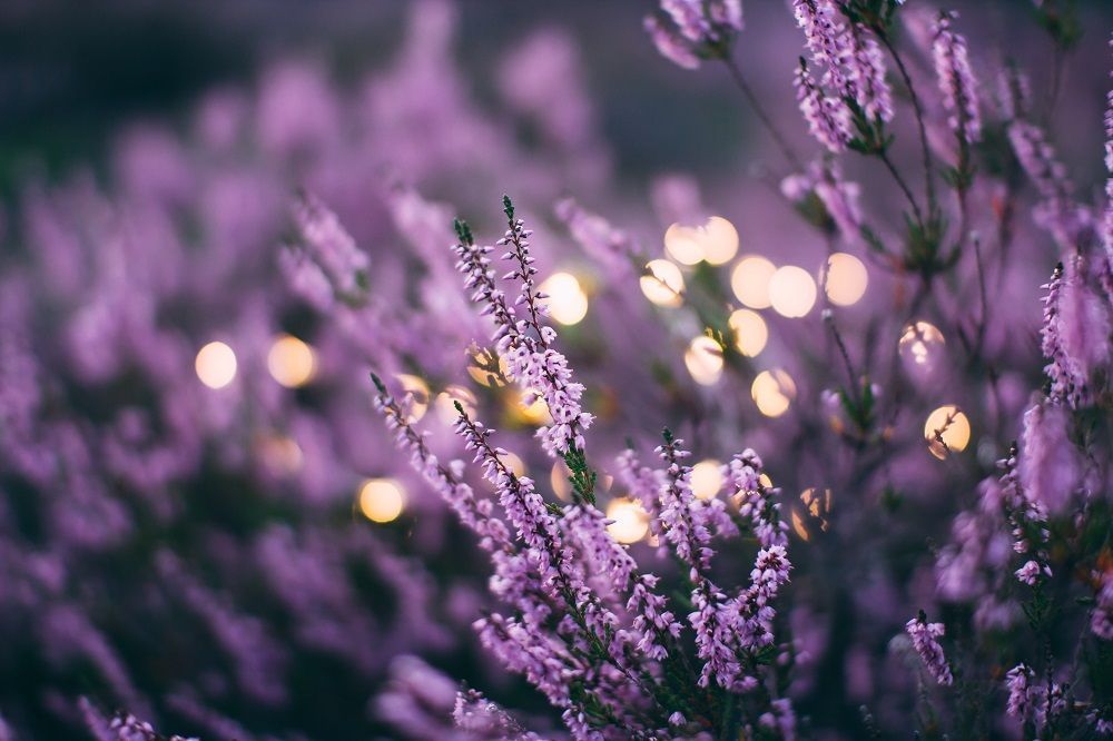 easy growing flowers in India