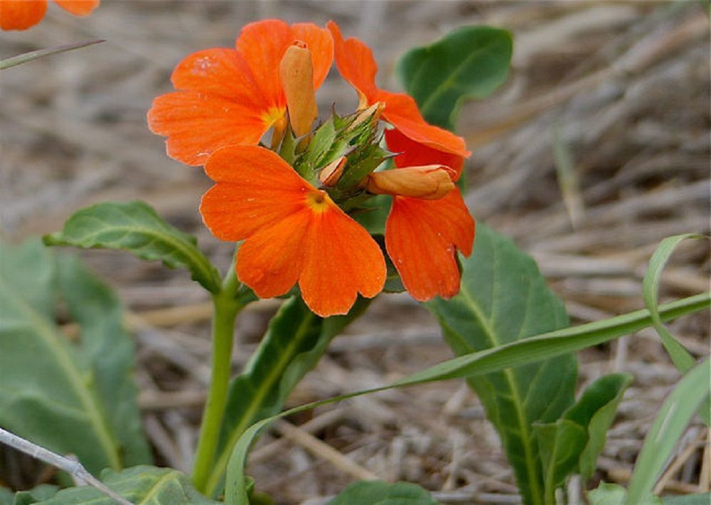 Crossandra
