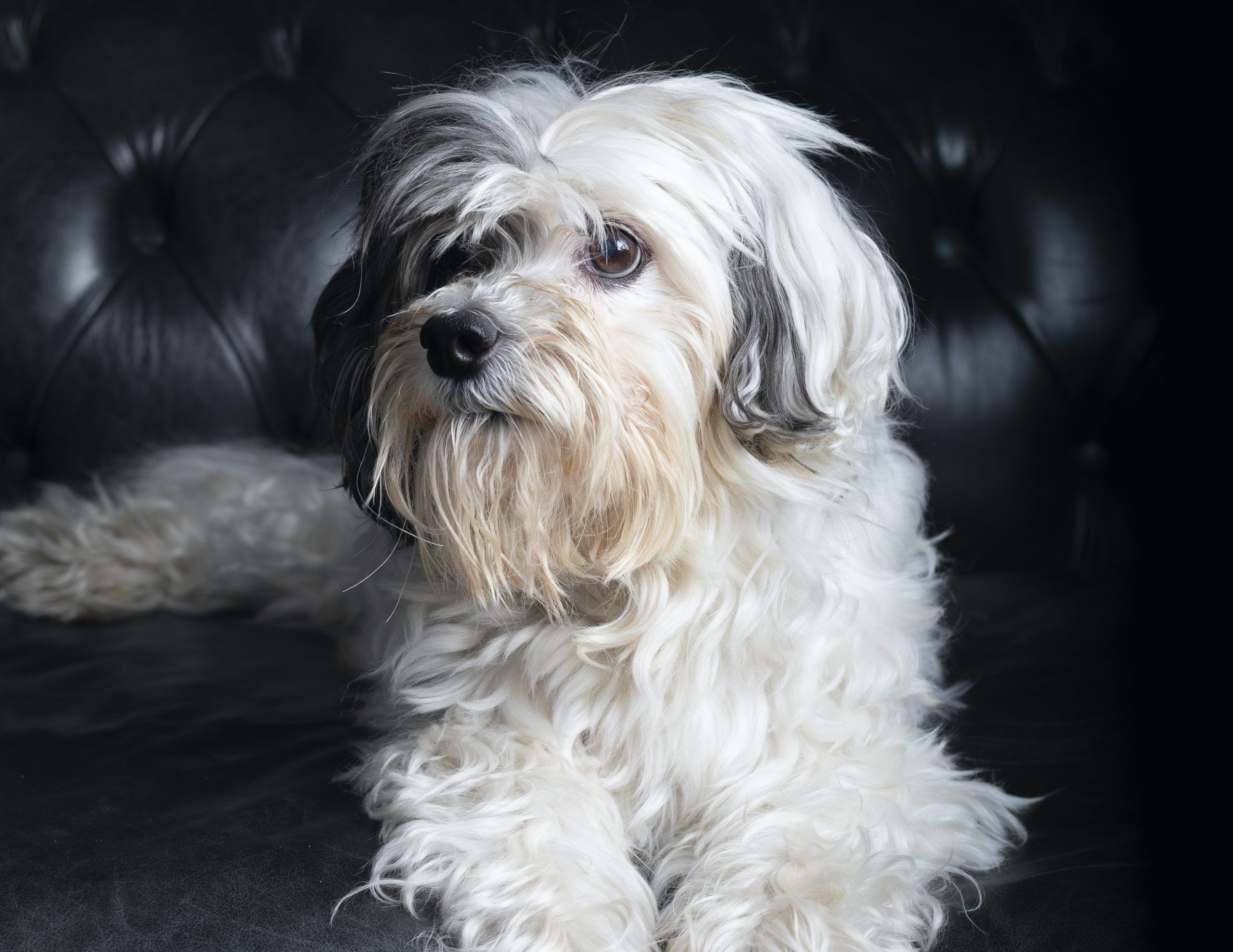 Expensive dog breeds