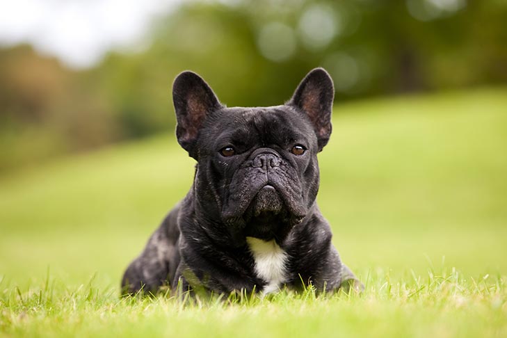 french bulldog