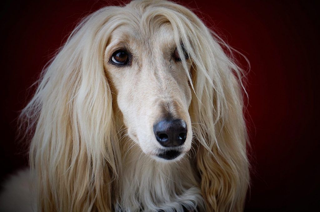 Here Are The World’s Most Expensive Dog Breeds