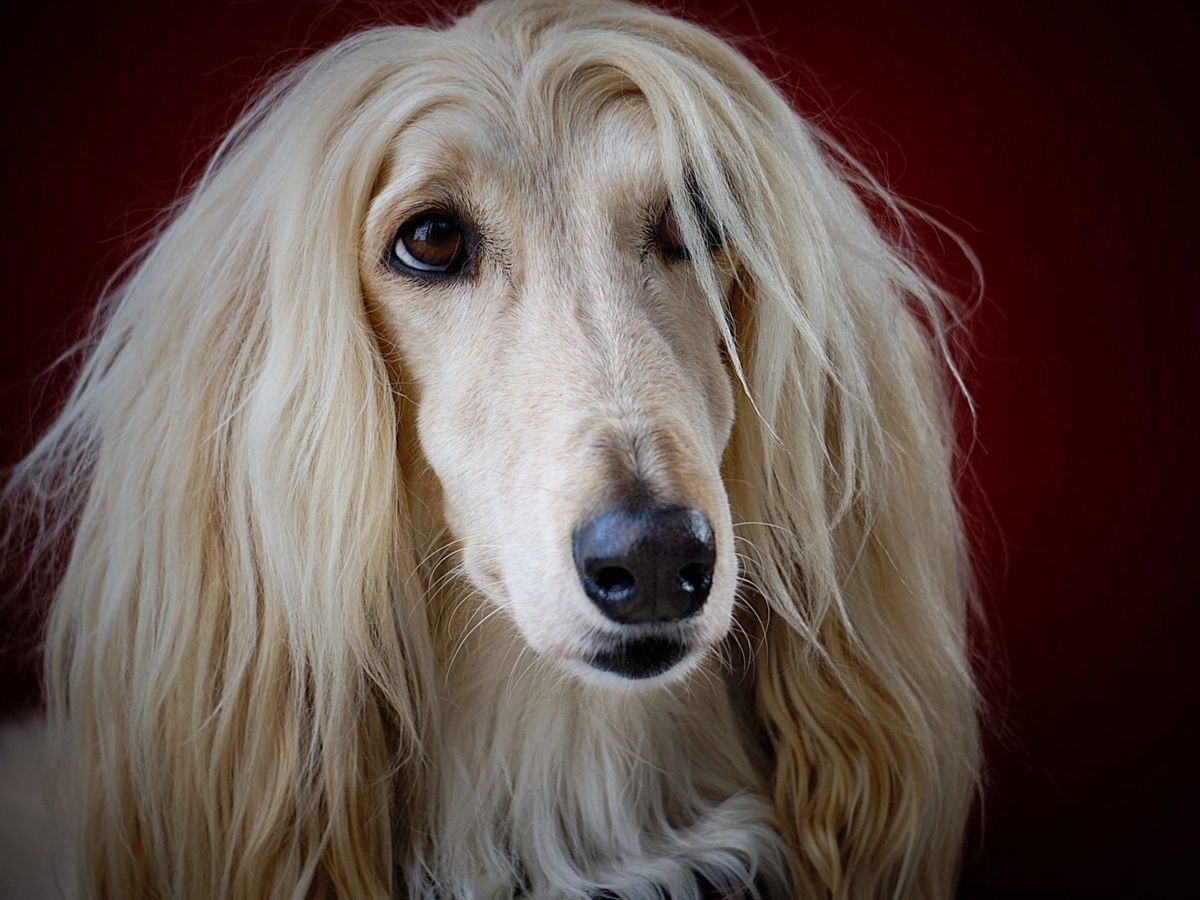 Long hair shop dog price