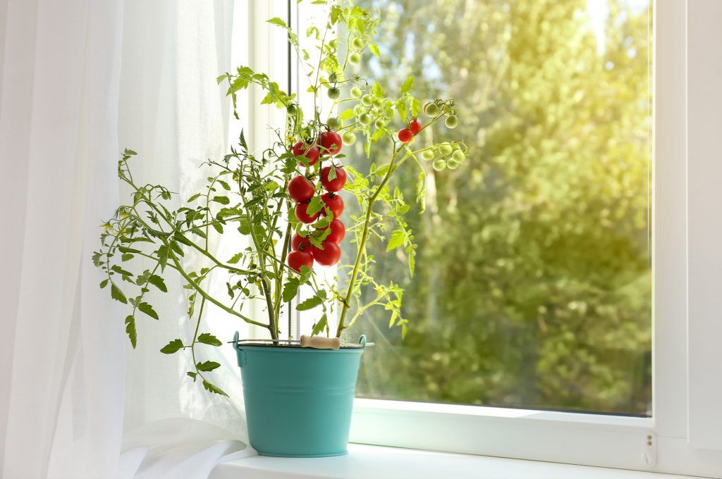How To Grow Tomatoes Indoors At Home