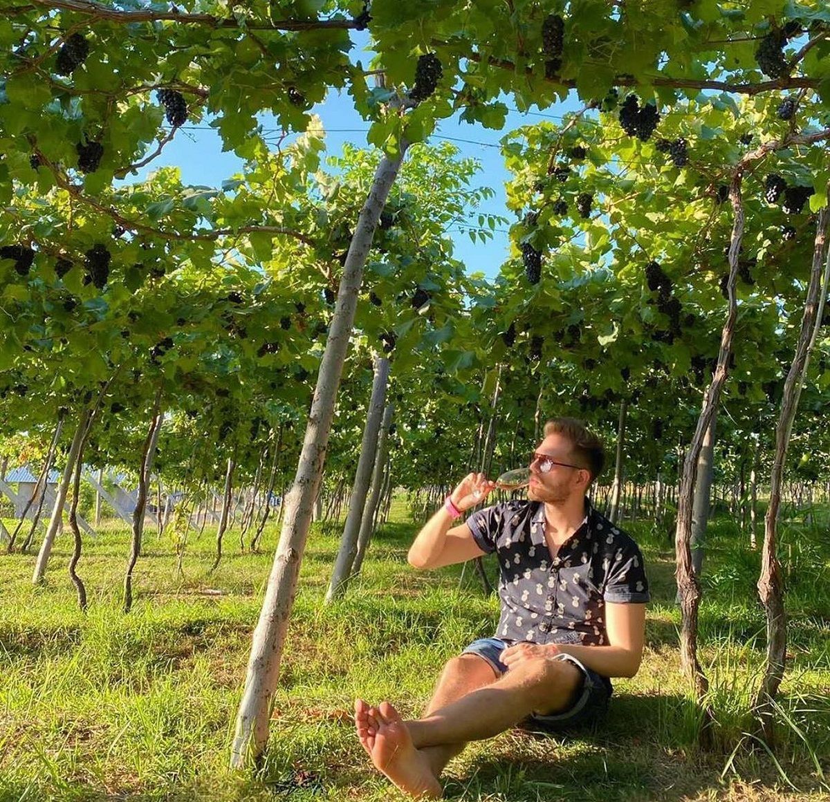 Hatten Wines