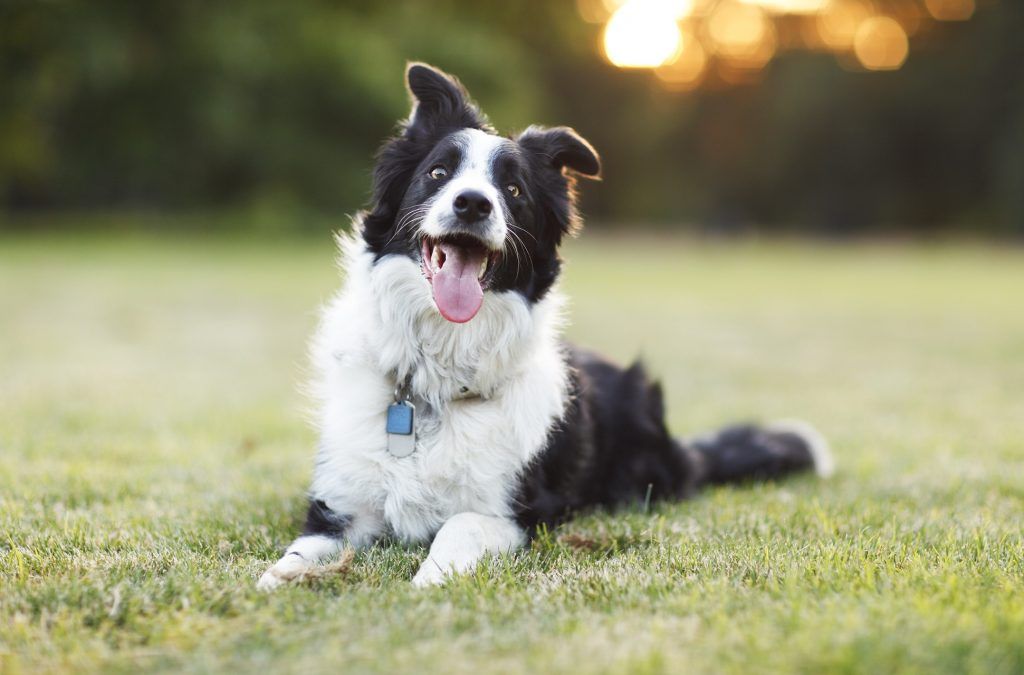 Research Has Found That The More Playful Your Dog Is, The Smarter It Might Be