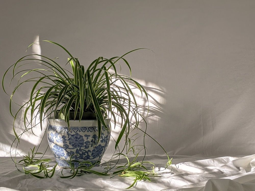 air purifying plants