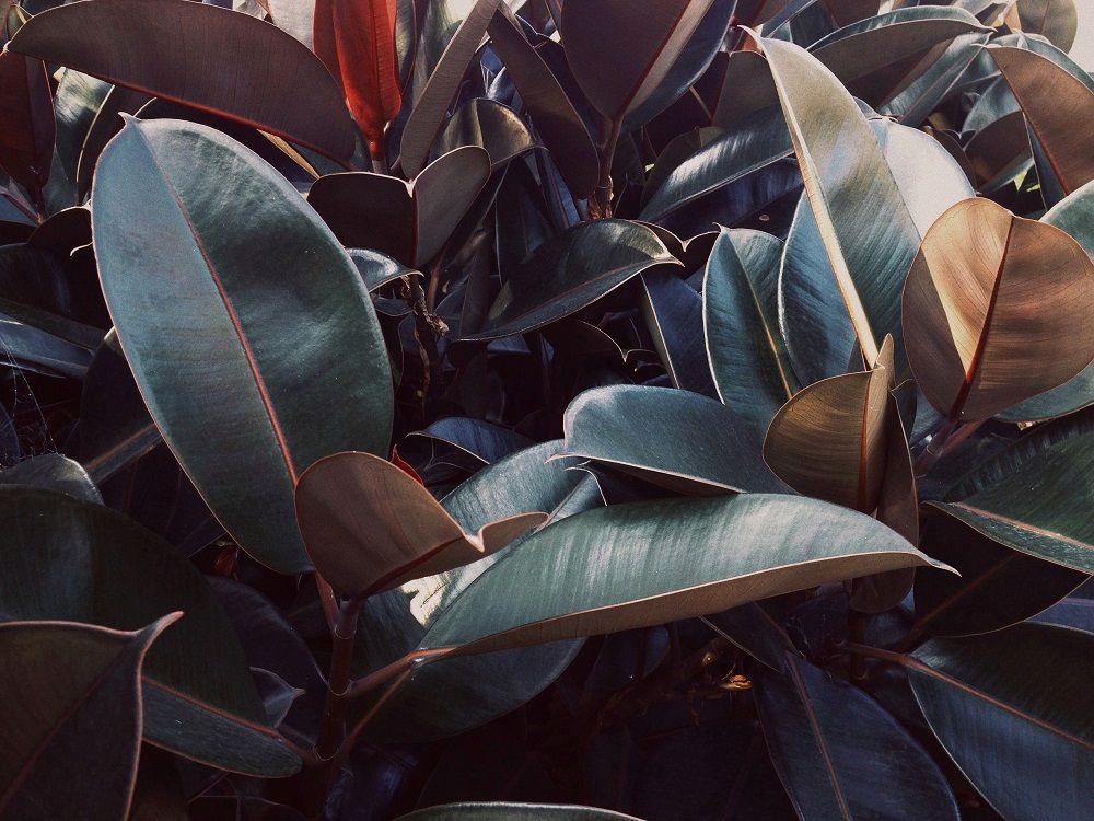 air purifying plants