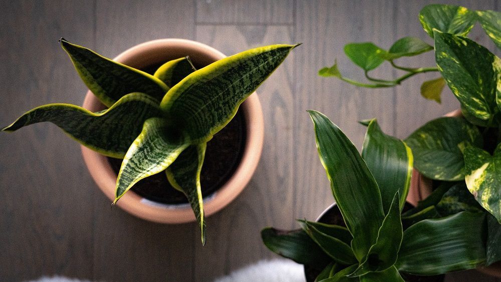 air purifying plants