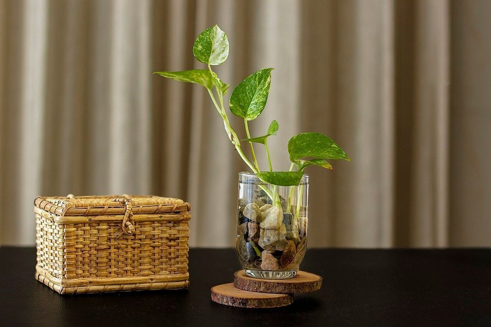 air purifying plants