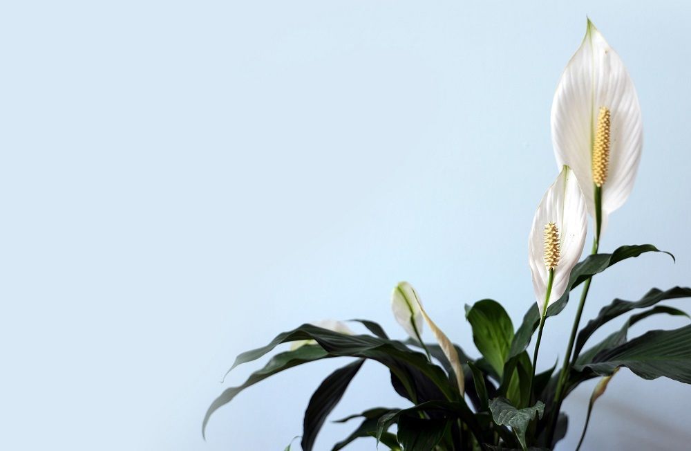 air purifying plants