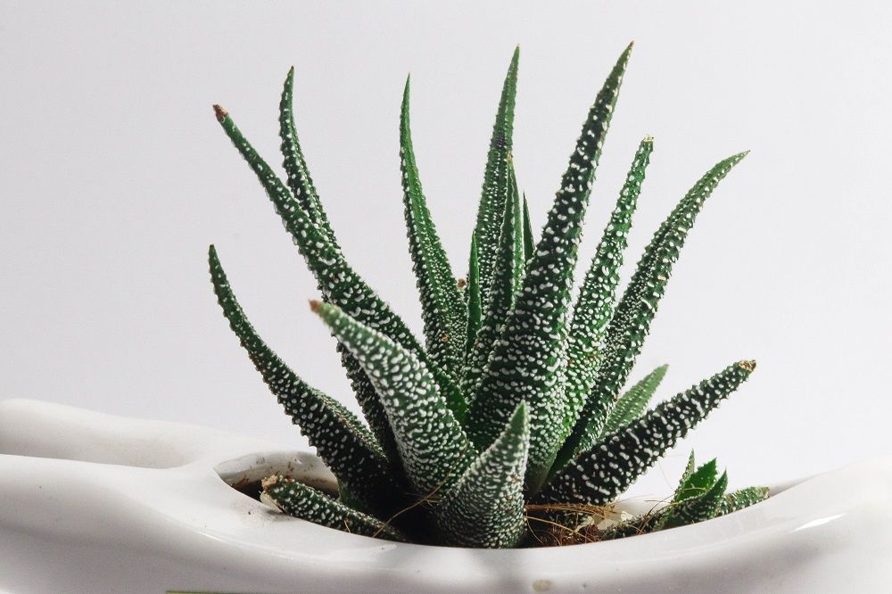 air purifying plants