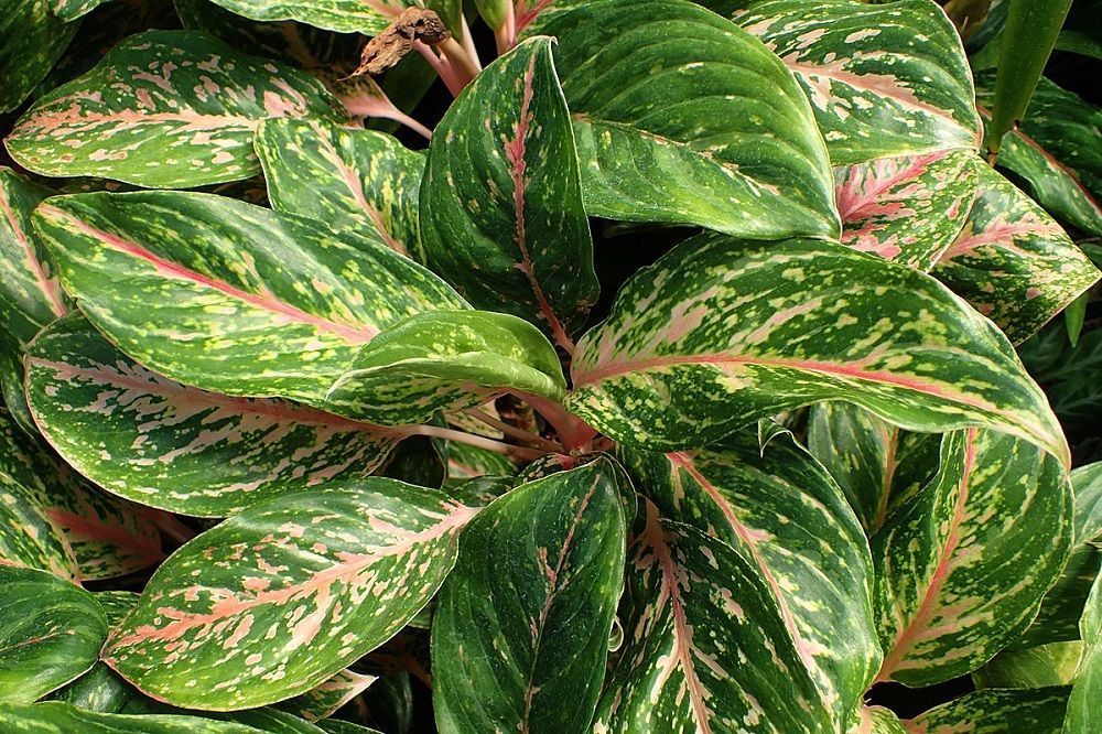 chinese evergreen