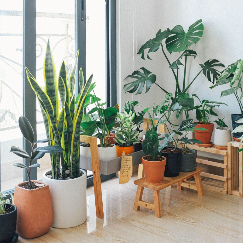 The Best Air Purifying Plants For Your Home Today