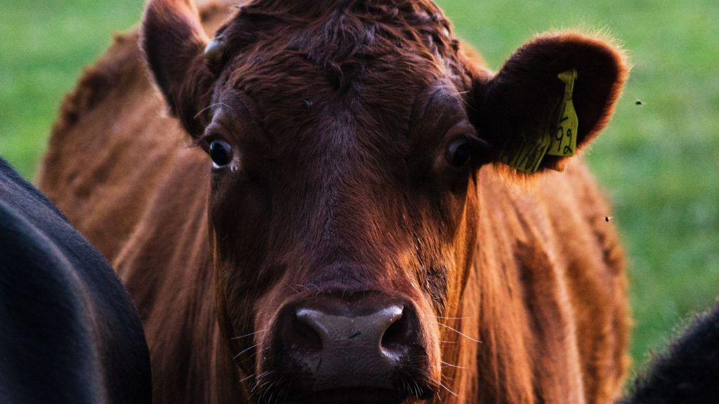 aberdeen cow