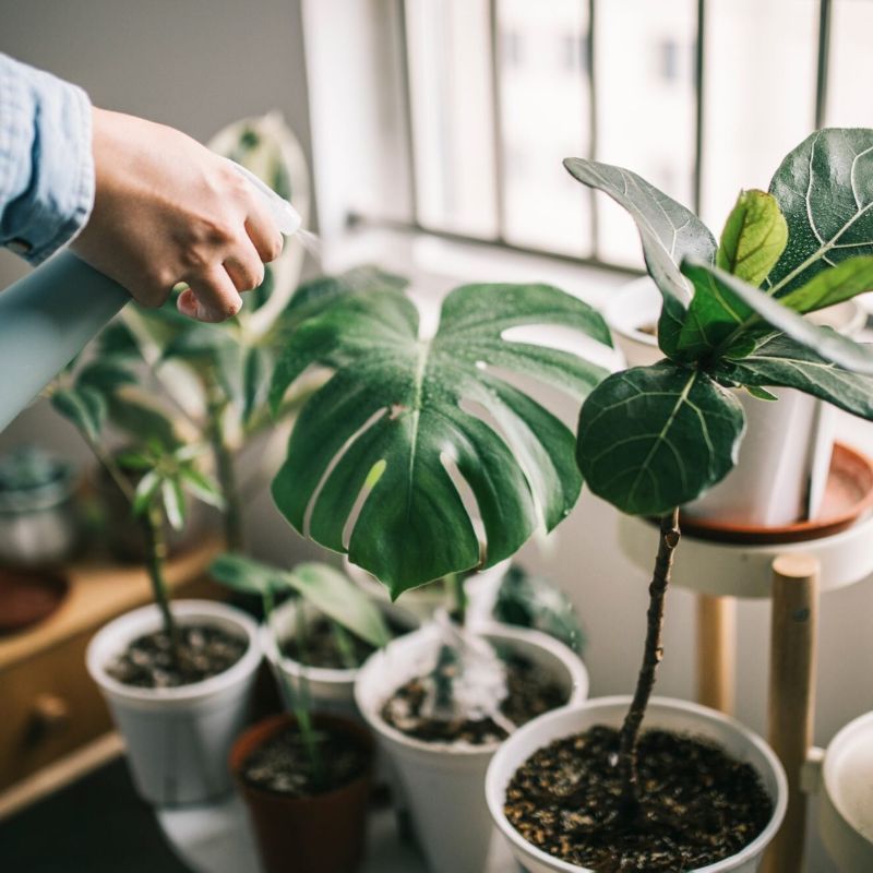 Here Are Some Surprising Benefits Of Houseplants