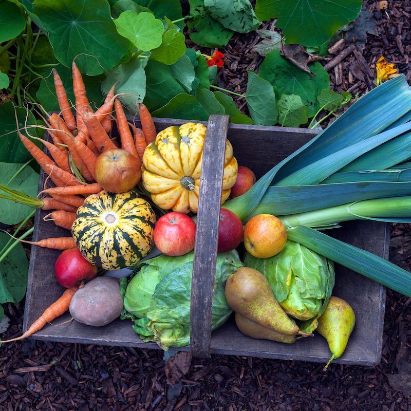 Scientists Say Consuming Apples, Onions And Kombucha Can Reduce Stress Levels