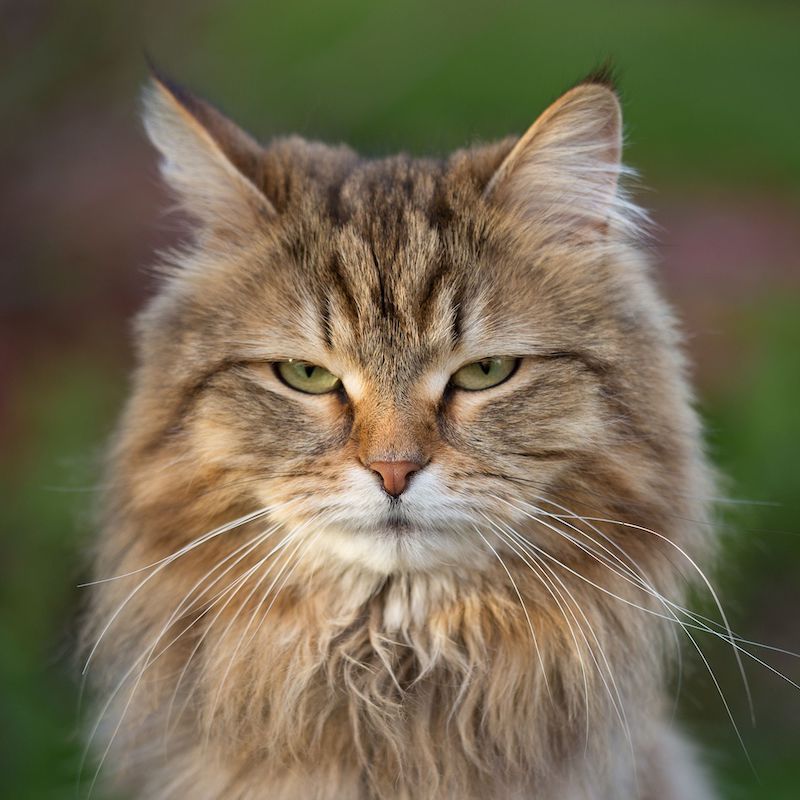 A Study Confirms That Cats Are Snobs And Choose Who They Answer To