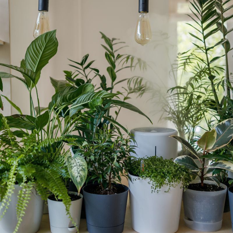 Vastu Plants For Your Home That Attract Wealth And Success