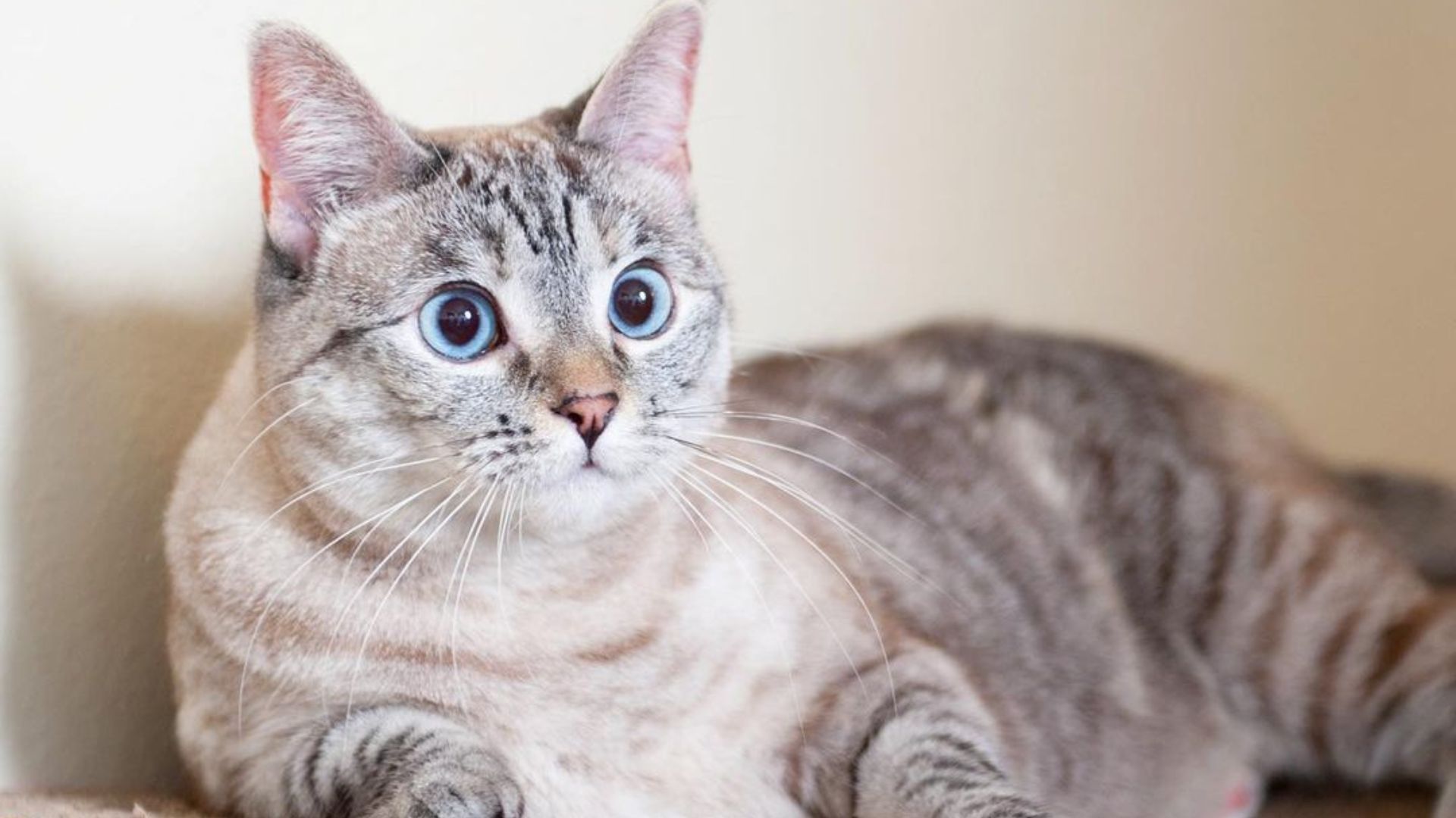 Las mascotas de celebridades más ricas del mundo.