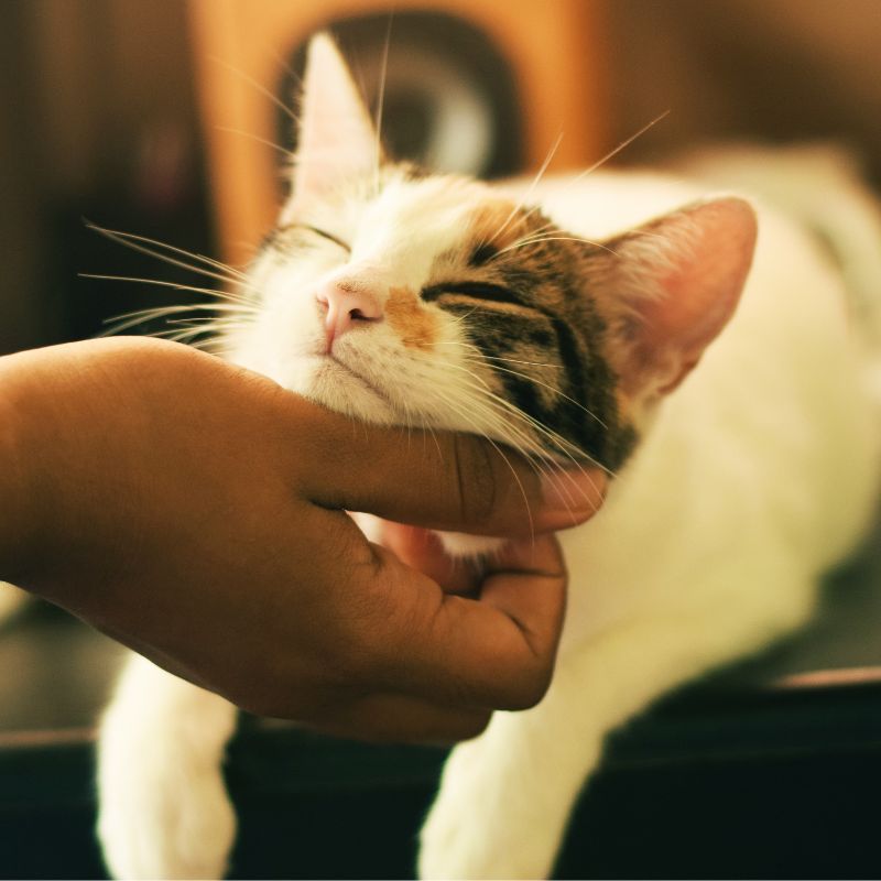 Which Cat Breed Is Most Compatible With Your Zodiac Sign?