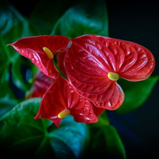 Tiger: Anthurium