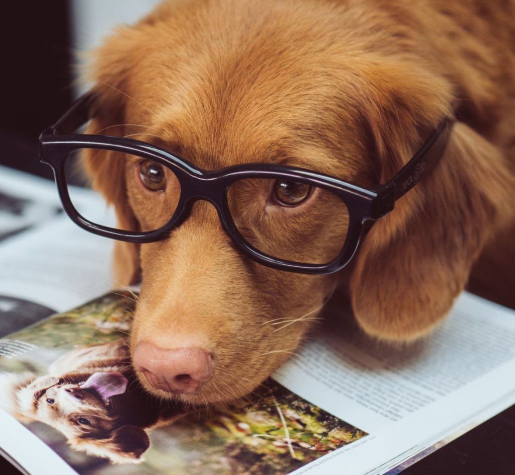These Are The Best Dog Breeds For Your Zodiac Signs