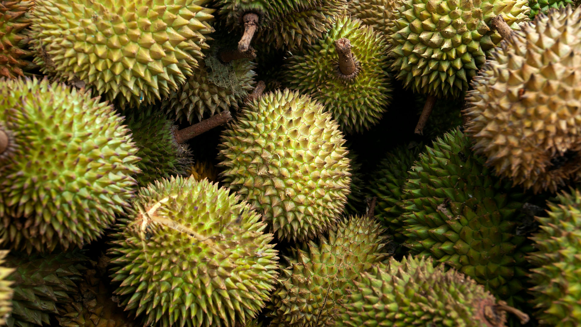 All About Durians In Malaysia: Best Varieties, Tips For Picking Them And More