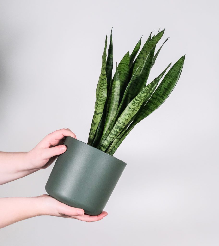 low maintenance indoor plants