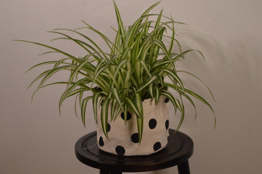 low maintenance indoor plants
