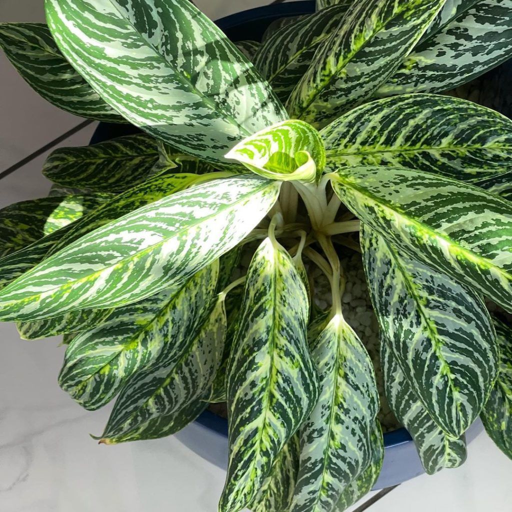 low maintenance indoor plants