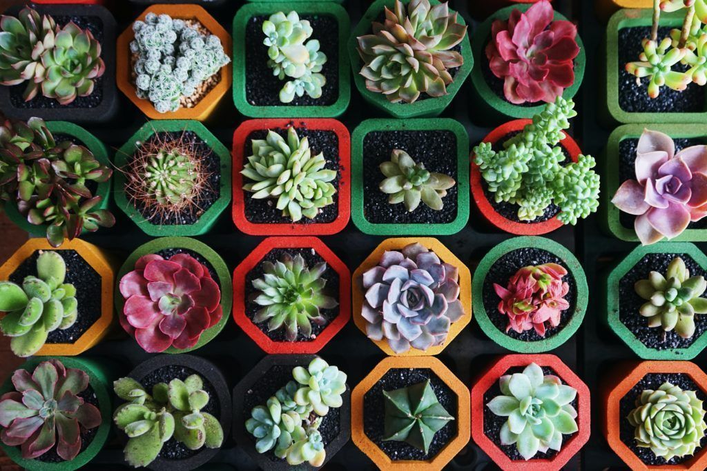 low maintenance indoor plants