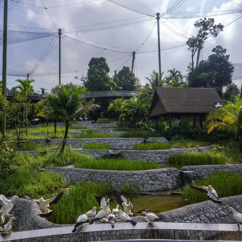 What We Know About Singapore’s Bird Paradise Park Opening In May 2023