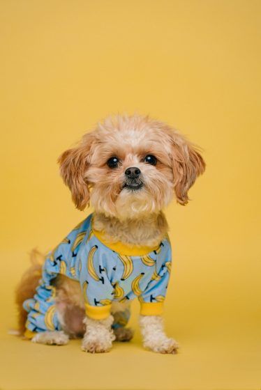 Libra – Shih Tzu
