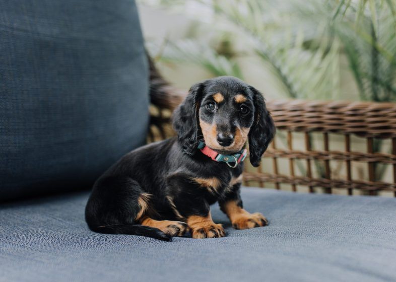 Sagittarius – Dachshund