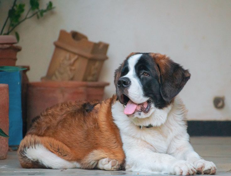 Pisces – St. Bernard