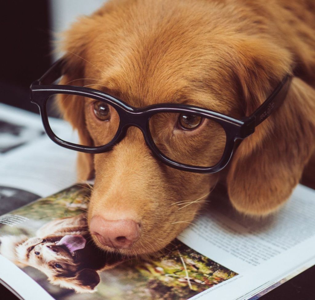 Which Is The Best Dog Breed For Your Zodiac Sign?