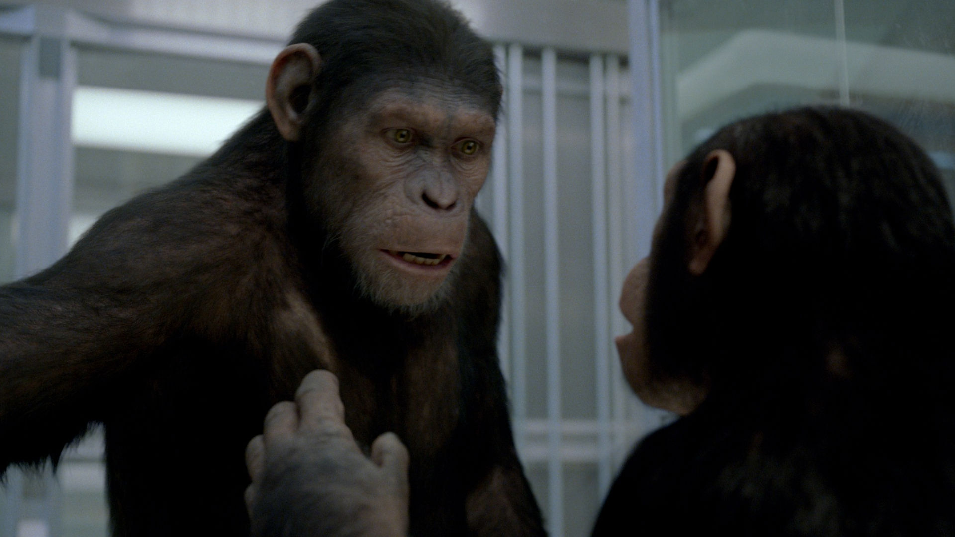 How To Watch All Planet Of The Apes Movies In Chronological Order