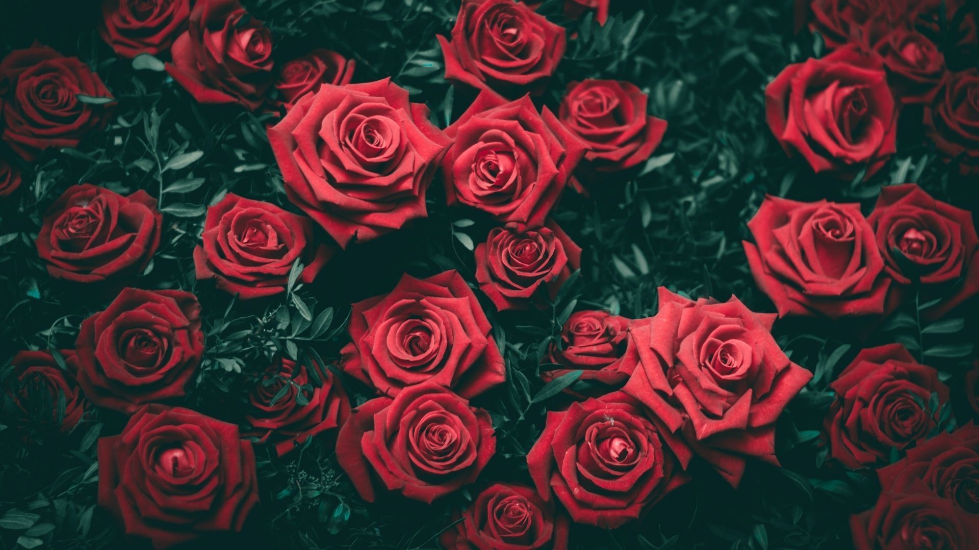 rose flower