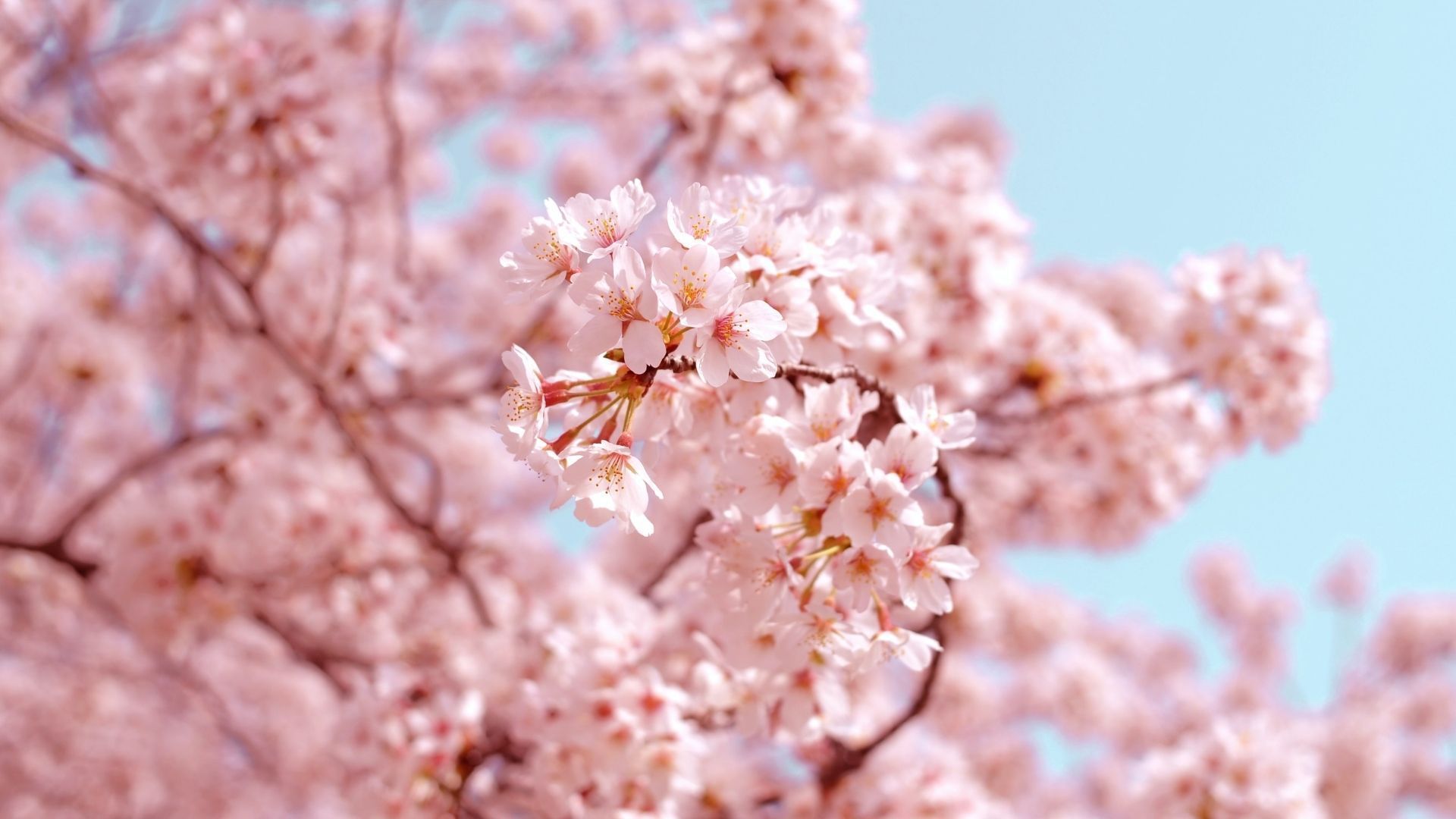 Cherry blossom