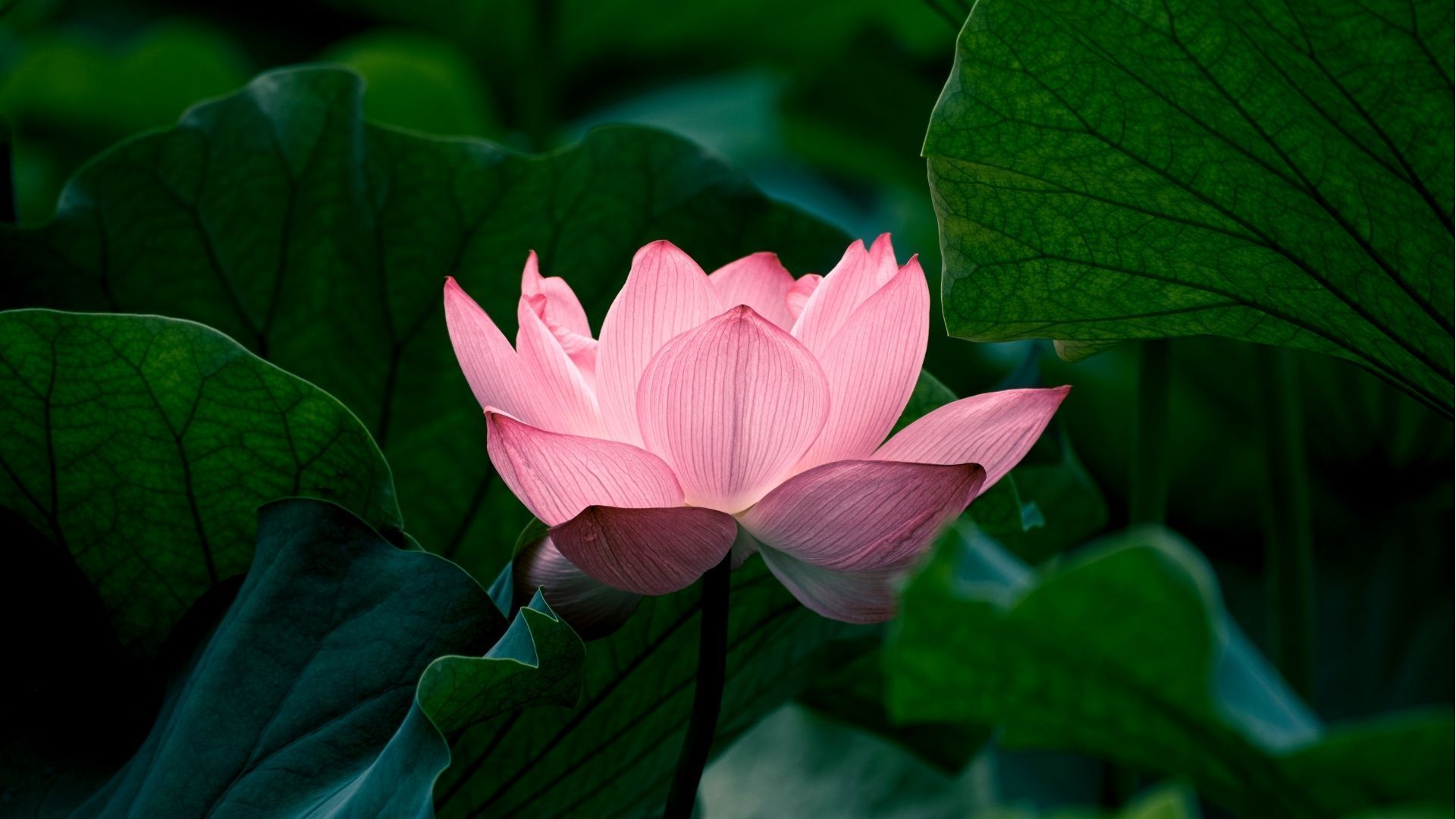 Lotus flower