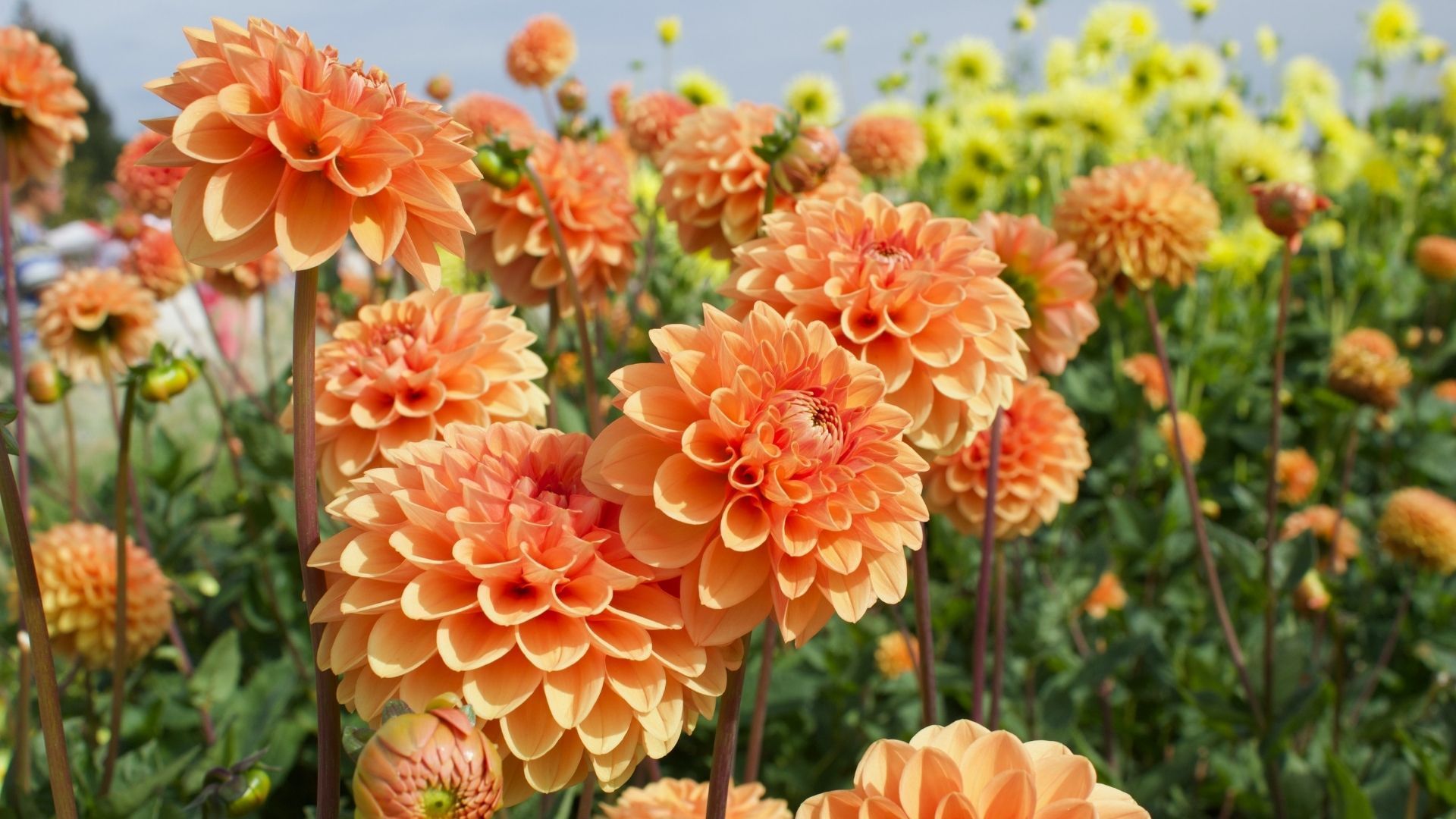 Dahlia flower