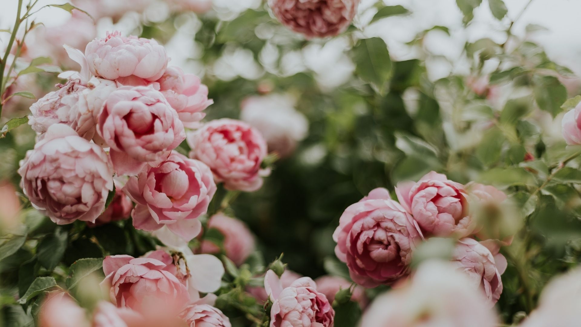 Most beautiful flowers: Peony