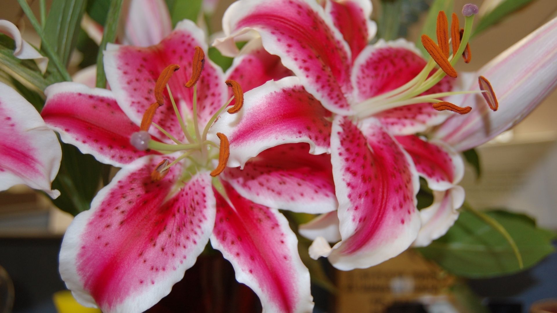 Stargazer Lily flower