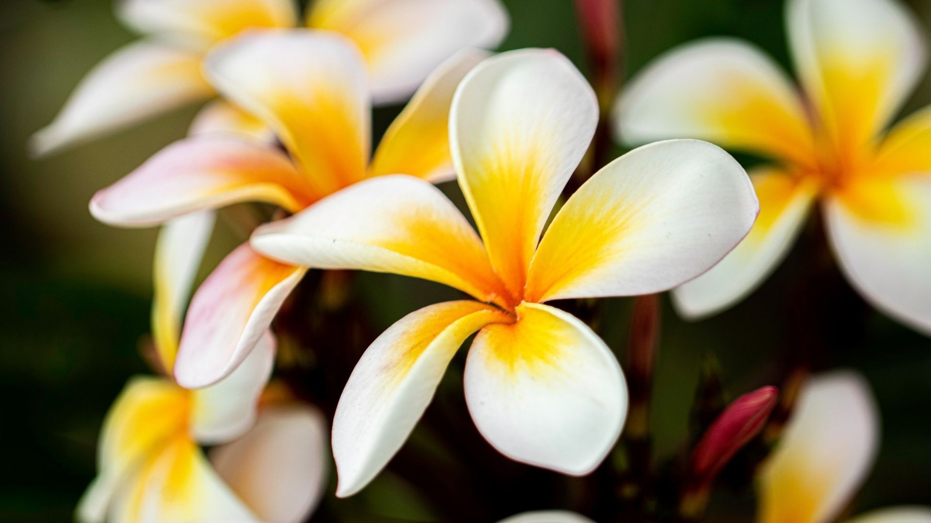 Plumeria