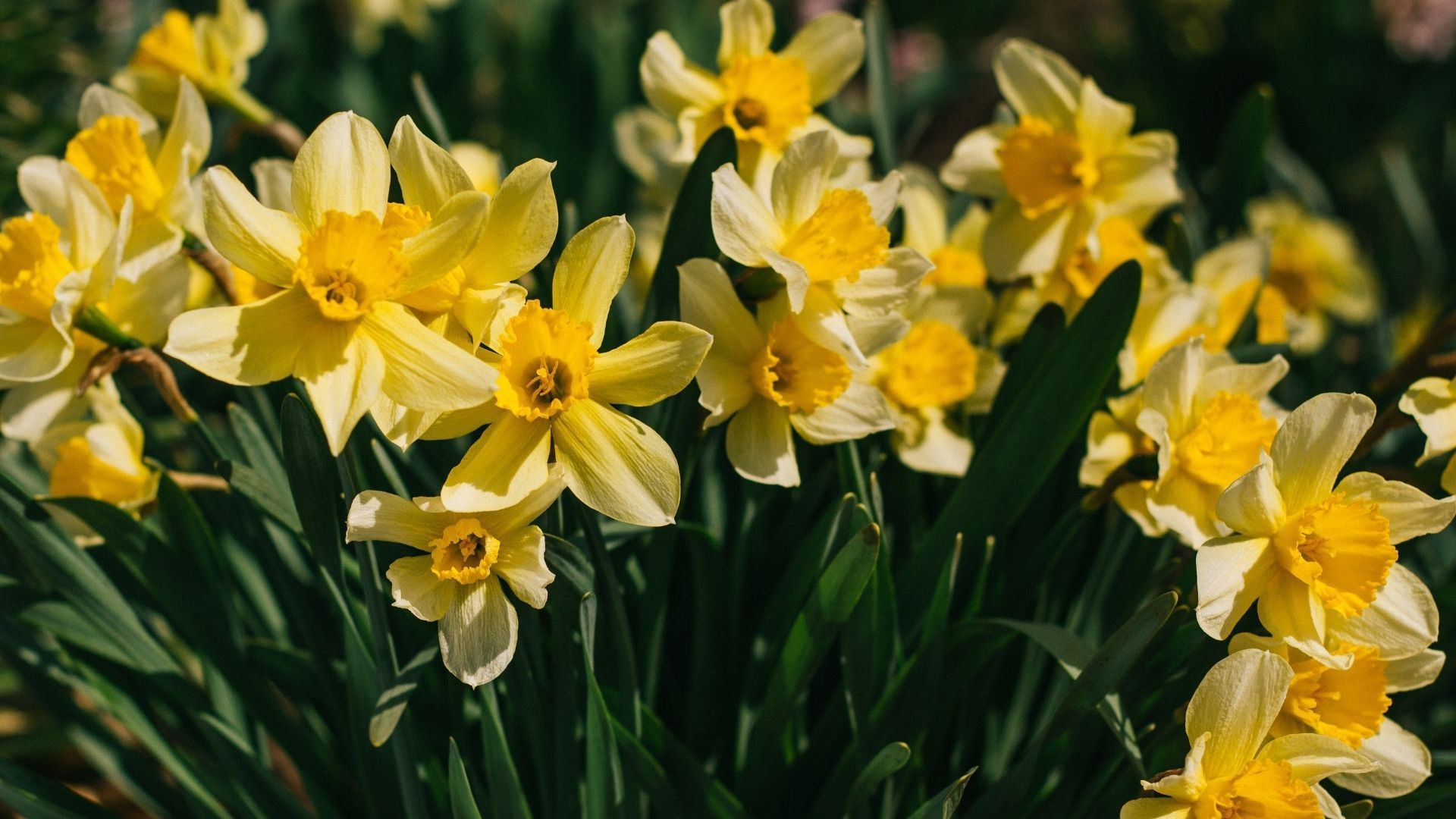 Daffodil flowers