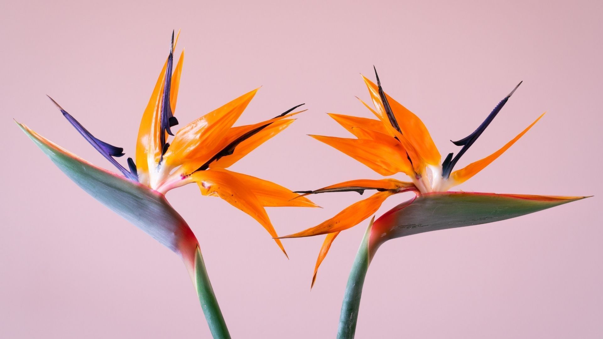 Beautiful flowers: Bird of Paradise