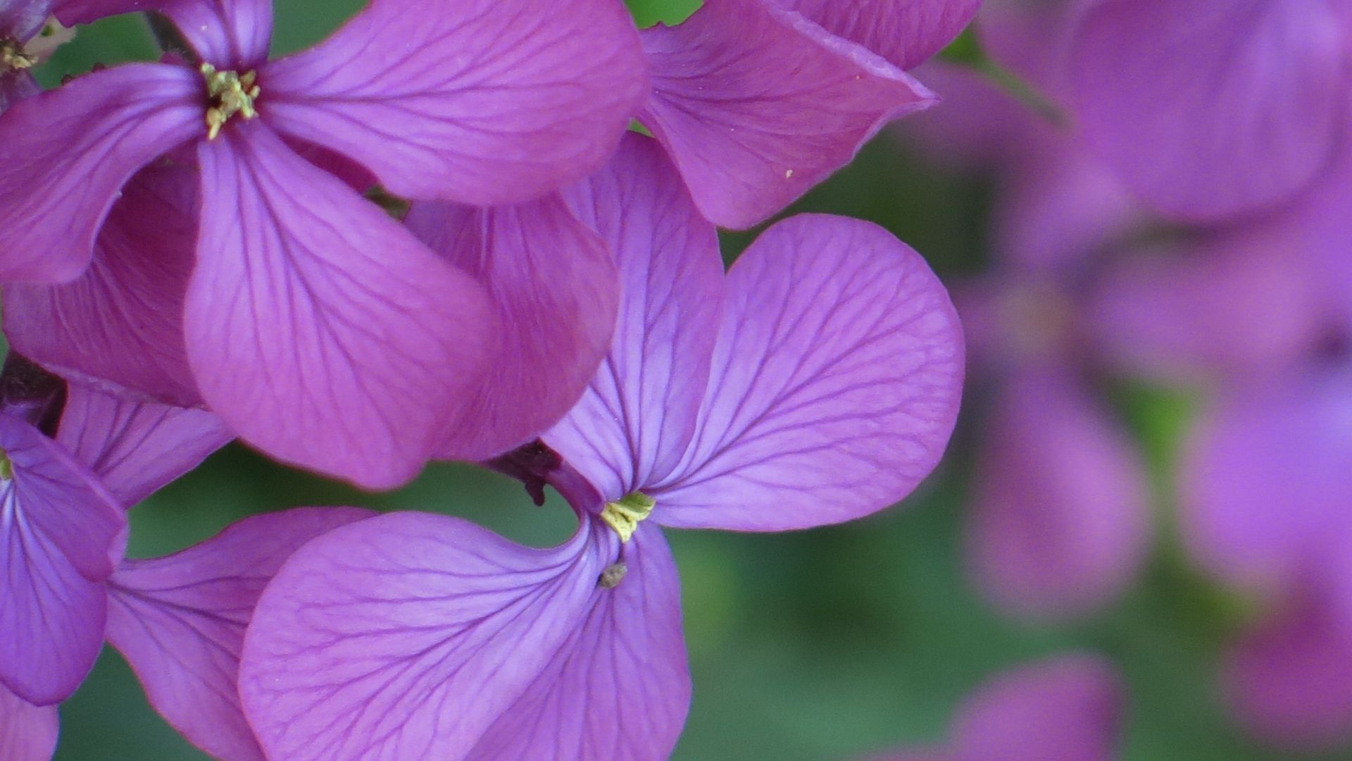 Violet flowers